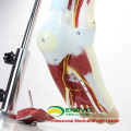 MUSCLE04(12026) Parts Muscles of Leg with Main Vessels and Nerves (Anatomical Model) 12026